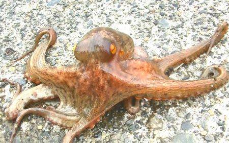 ダイソーエギ最強！コウイカ、タコ